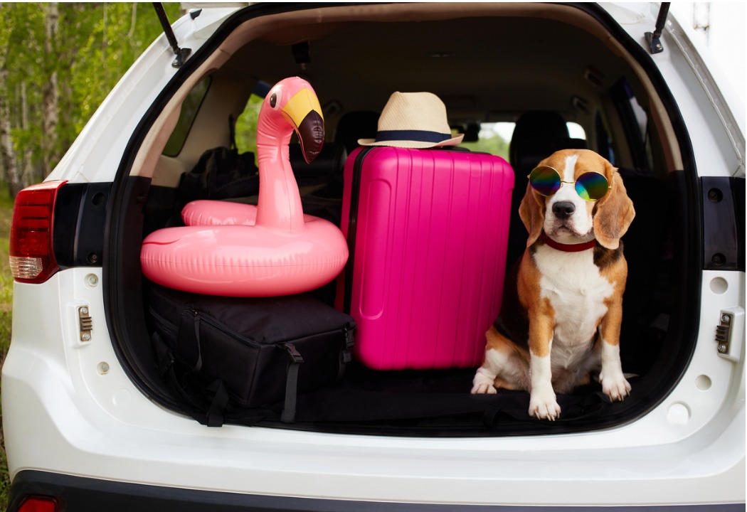Beagle puppy with sunglasses and a suitcase waiting to go on trip